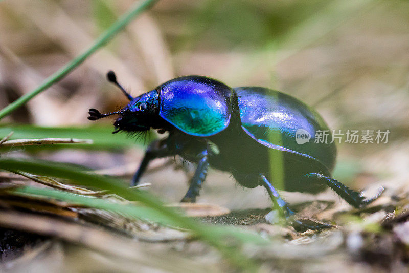 耳甲虫(Trypocopris vernalis);